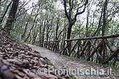 Il Cretaio e il Bosco della Maddalena 19