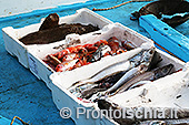 I pescatori di Ischia Ponte 11