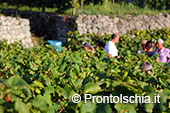 La vendemmia ai Giardini Arimei a Panza 21