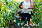 La vendemmia ai Giardini Arimei a Panza 25