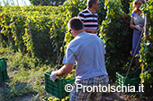 La vendemmia ai Giardini Arimei a Panza 34