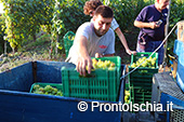 La vendemmia ai Giardini Arimei a Panza 39