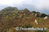 Escursioni a Ischia: dal Bosco della Maddalena a Sant'Angelo 46