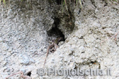 Escursioni a Ischia: dal Bosco della Maddalena a Sant'Angelo 53