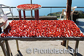 La vendemmia della famiglia Trani a San Pancrazio 1