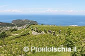 Degustazione di vini DOP (DOC e DOCG) e IGP (IGT): tour a Ischia 4